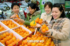 `한라봉 닮은 감귤 맛보세요