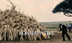 <하노이소식> 상아 밀수업자 적발