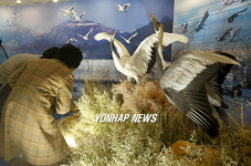 철원 DMZ 새바라기축제 개막