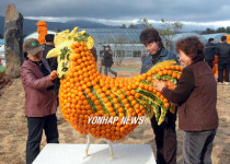 축제장에 설치된 `감귤 닭