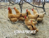 <닭처럼 부지런히 사는 한해 됐으면>