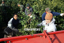 서귀포 감귤원 간벌 시작