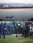 천연기념물 지정, 경남 `하동송림
