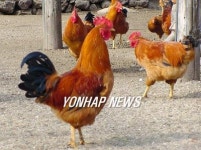 제주 토종닭 품질인증제 추진