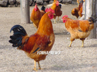 품질인증되는 제주 토종닭.