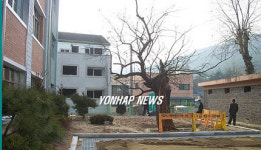 초등학교 교장이 살린 300년 고목