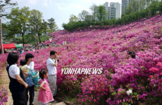 군포 철쭉동산