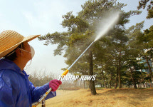 소나무야 무럭무럭 자라거라