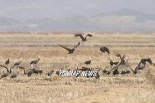 천수만 찾은 흑두루미 무리