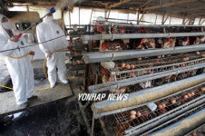 조류독감 대비한 소독과 계사 방역