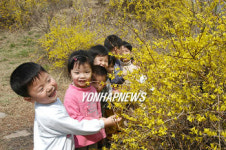 활짝 핀 개나리와 유치원생