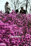 진달래 물결