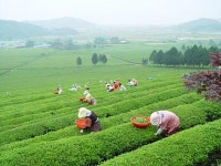 녹차 원산지 보성이 최고