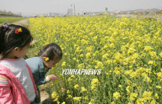 울산 태화강변 유채밭 환상