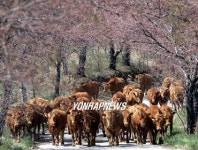 농협 서산목장 5년만에 소 방목 공개