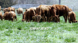 농협 서산목장 5년만에 소 방목 공개