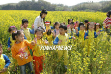 진주 남강둔치에 만개한 유채꽃