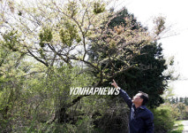 5.16도로변 벚나무에 빗자루병