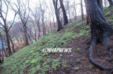 산불피해지역 단비, 되살아 나는 새생명