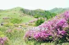 남원 지리산 바래봉 철쭉 `장관