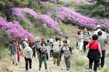 남원 지리산 바래봉 철쭉 `장관