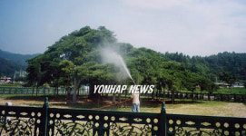 세금내는 소나무를 지켜라
