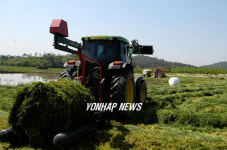 총체보리 재배,일석삼조 효과