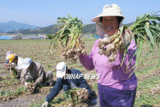 마늘은 역시 고흥 마늘이 최고여
