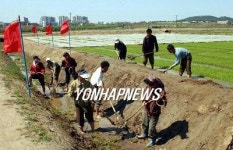 평남지방 15일부터 모내기 돌입