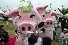 제주 꽃돼지 귀엽죠?