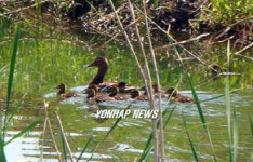 여의도 샛강공원의 청둥오리