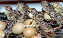 야생 조류 부화장