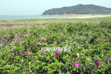 신두리 사구에 만발한 해당화