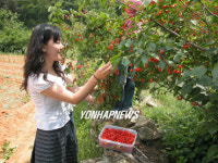 초록마을 물들인 빨간 앵두