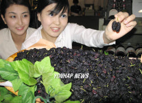 뽕나무 열매 `오디 맛보세요~