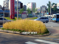 교통섬에서 자라는 보리