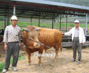 소싸움판 평정한 형제