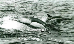 동해안 참돌고래