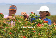 남녘 바닷가 마을에서의 홍화수확