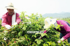 함평군 공무원 복분자 수확 일손돕기