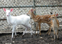 경기도 용인에서 태어난 흰사슴