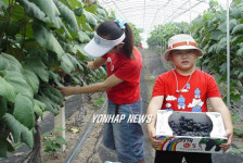 "포도 송이 직접 따니 재미있어요"