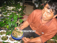 새로 개발한 방법으로 키운 동백 분재나무