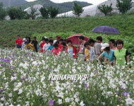 산청 약초재배단지 웰빙 인기