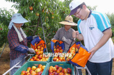 복숭아 수확 한창
