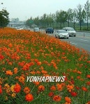 <카메라뉴스> 가을 예고하는 코스모스