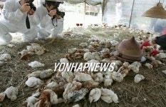 나주서 1종 전염병 닭 뉴캐슬병 발생