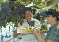 <카메라뉴스> 순창 금과 무농약포도 인기