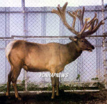 3년 연속 녹용왕 우성2호