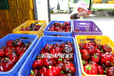 산골 농민들, 이색 토마피 첫 일본 수출